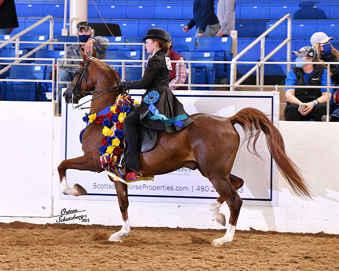 CP Valiant (HA Tosckan Sun x CP Visionaire by Afires Vision) Purebred Chestnut Gelding