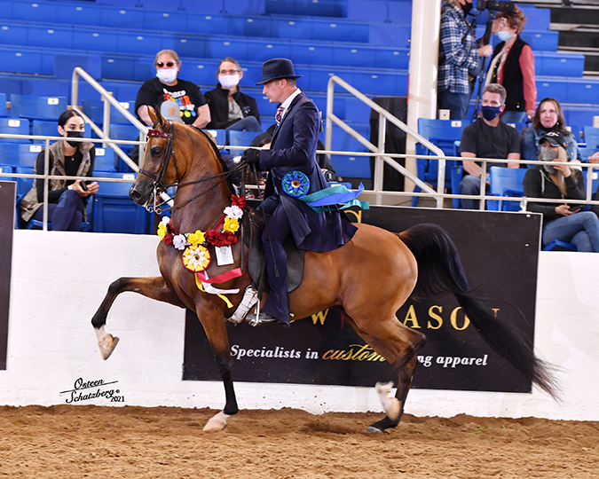 Fortunate Sun SF (HA Toskcan Sun x Noble Fortune by IXL Noble Express) Purebred Bay Gelding