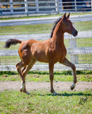 2015 Bay Filly (HA Toskcan Sun x Passion X by Barbary)