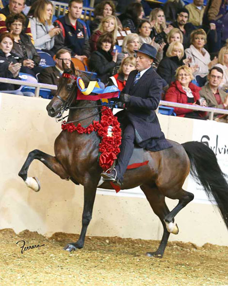 HA Toskcan Sun - 2012 Unanimous US National Champion English Pleasure Junior Horse